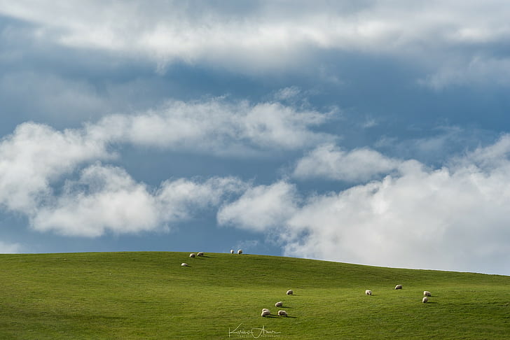 Windows XP, синий, овца, пейзаж, HD обои