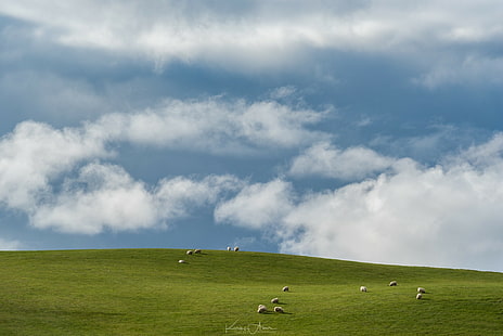 Windows XP, azul, ovelha, paisagem, HD papel de parede HD wallpaper