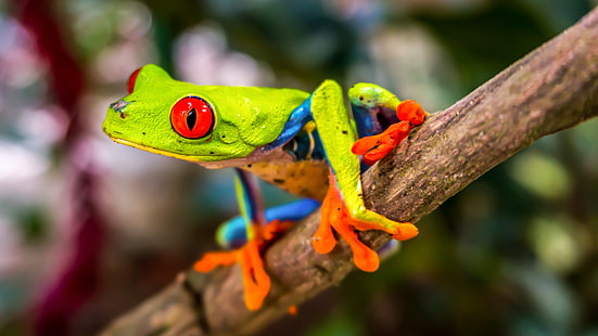 tree frog, amphibian, frog, eye, animal, eyed, HD wallpaper HD wallpaper
