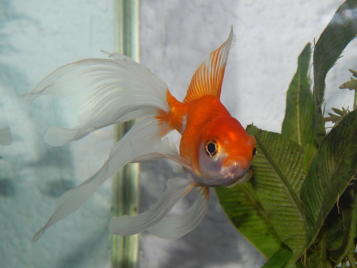 Animal, Goldfish, HD wallpaper