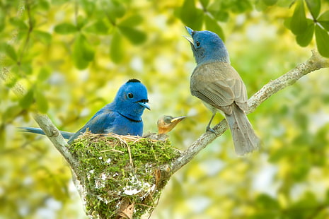 Птици, птица, животно, бебе животно, синьо танагър, гнездо, HD тапет HD wallpaper