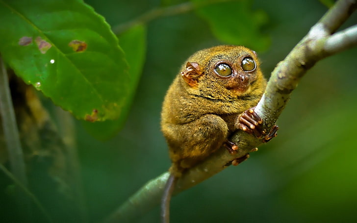 brown tarsier, tarsier, big eyes, branch, sit, HD wallpaper