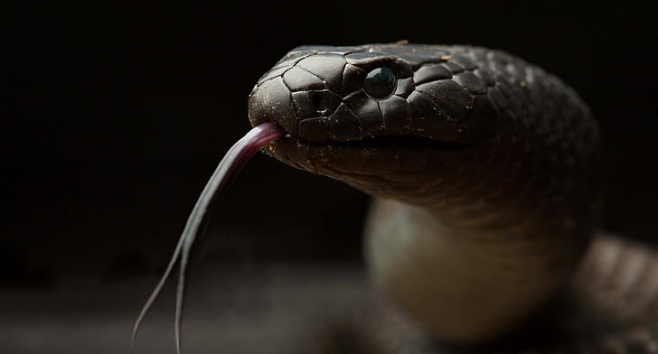 reptil, binatang, ular, Wallpaper HD