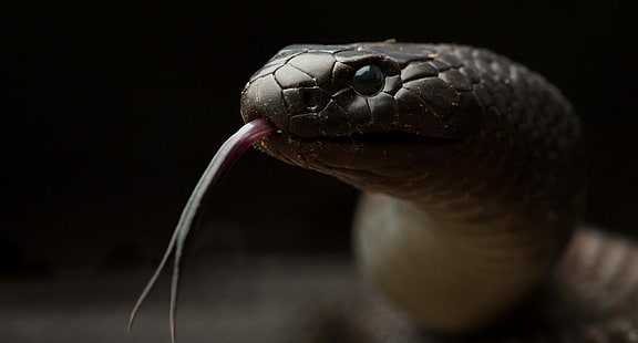 reptiler, djur, orm, HD tapet HD wallpaper
