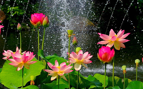 Природа Цветник Дикий Розовый HD, цветы, цветок, сад, природа, розовый, дикий, HD обои HD wallpaper