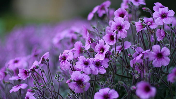 Фиолетовые Цветы Герань Декоративные Цветущие Растения Hd Обои Для Рабочего Стола ПК Ноутбуков И Мобильных 1920 × 1080, HD обои