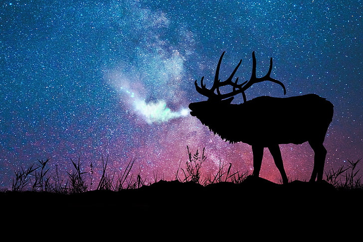 silhouette of moose, deer, silhouette, galaxy, stars, HD wallpaper