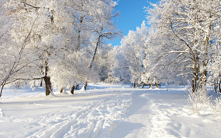 Winter Snow Trees HD, árbol de hojas blancas, naturaleza, árboles, nieve, invierno, Fondo de pantalla HD