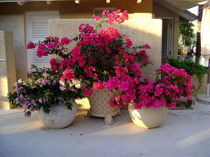 pink and purple flowers, bougainville, flowers, pots, home, beauty, HD wallpaper