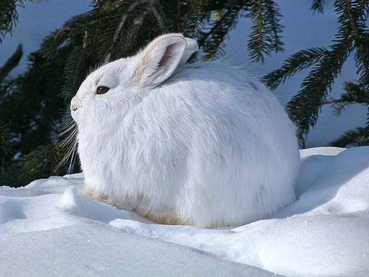 arctic, Hare, Rabbit, HD wallpaper