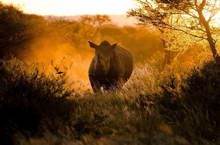gray rhinoceros, rhino, morning, light, africa, HD wallpaper