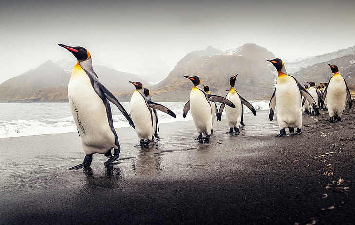 Южная Георгия, королевские пингвины, стая королевских пингвинов, Южная Георгия, королевские пингвины, пляж, HD обои