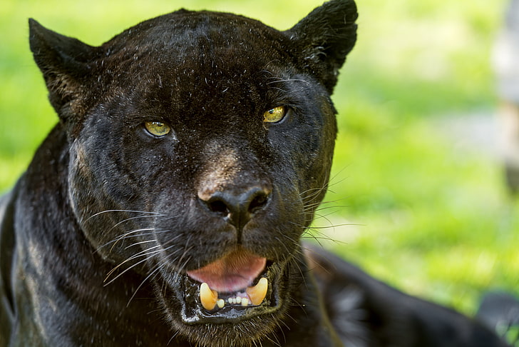 jaguar, predator, big cat, muzzle, HD wallpaper