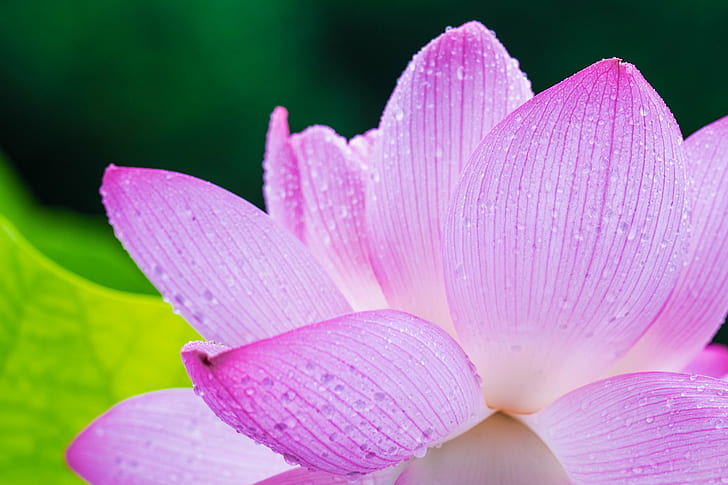 closeup photo of pink Lotus flower, oga, lotus flower, oga, Oga, Lotus flower, closeup, photo, pink, park, germination, Dr, ancient, SAL70300G, rainy day, ILCE-7M2, nature, plant, petal, water Lily, flower, flower Head, lotus Water Lily, pink Color, beauty In Nature, close-up, leaf, botany, freshness, single Flower, blossom, HD wallpaper