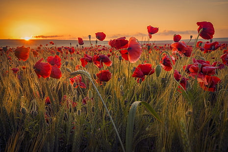 Flowers, Poppy, Field, Flower, Nature, Red Flower, Summer, Sunrise, Wheat, HD wallpaper HD wallpaper