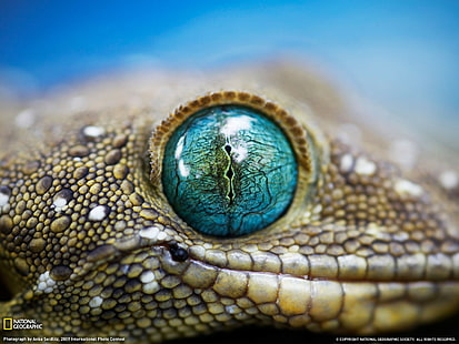 Lizard Eye Macro HD, zwierzęta, makro, oko, jaszczurka, Tapety HD HD wallpaper