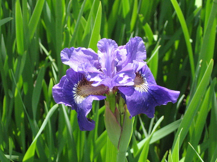 floración, flora, flor, iris, púrpura, flor morada, Fondo de pantalla HD