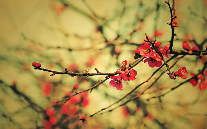 Pohon Bunga, mekar pohon merah dan coklat, bunga, pohon, Wallpaper HD