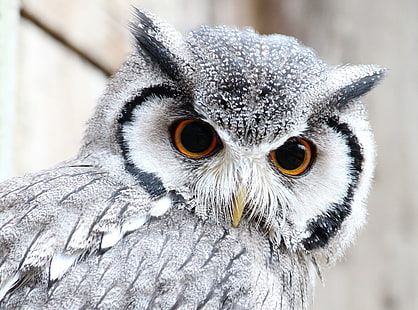 Cute Owl, white and gray owl, Animals, Birds, Beautiful, White, Bird, Black, Cute, HD wallpaper HD wallpaper