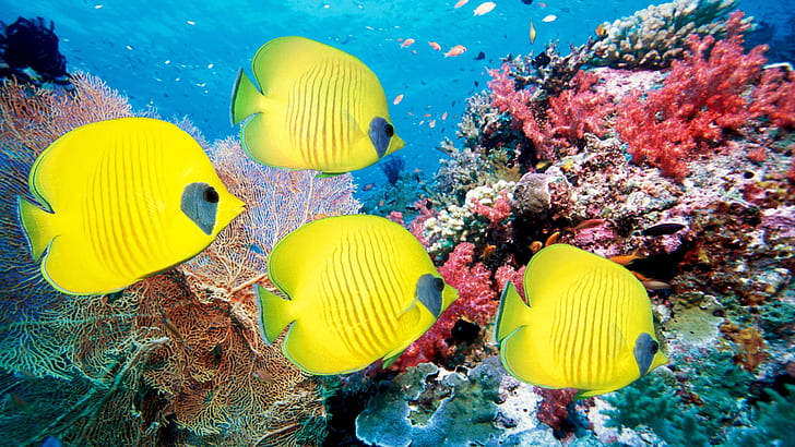 Подводен свят на тропическите риби и корали, Подводен, Свят, Тропически, Риби, Корали, HD тапет