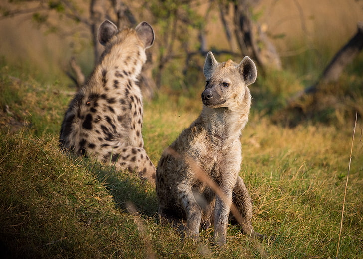 two brown hyenas, hyenas, predators, grass, HD wallpaper