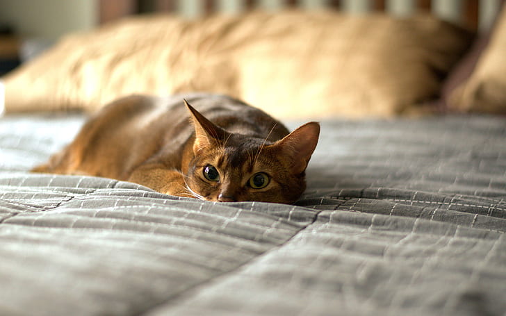 Cat HD, kucing coklat, hewan, kucing, Wallpaper HD