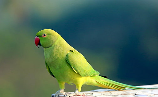 45, bird, Budgie, Parakeet, parrot, tropical, HD wallpaper HD wallpaper