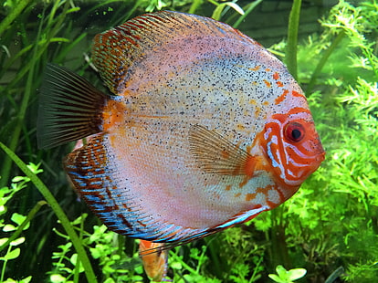 czerwona i niebieska ryba oscar, pielęgnica, ryba, akwarium, Tapety HD HD wallpaper