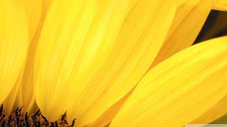 pétales jaunes, fleurs jaunes, macro, plantes, Fond d'écran HD
