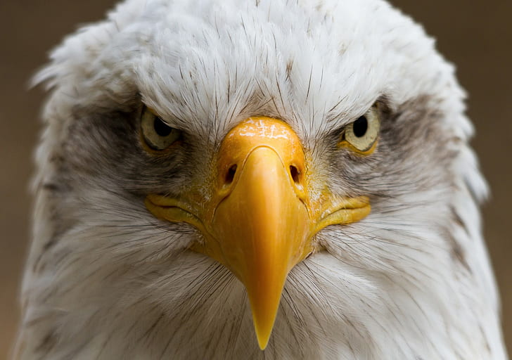 Eagle bird portrait, white and yellow eagle, portrait, beak, eagle, bird, HD wallpaper