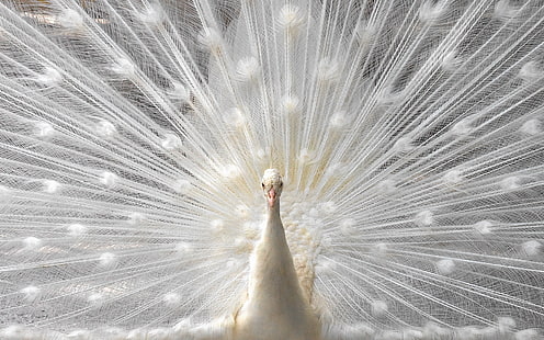 Bird Peacock HD, paon blanc, animaux, oiseau, paon, Fond d'écran HD HD wallpaper
