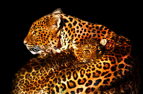 foto de primer plano de la familia de leopardo, abrazo, familia, leopardo, primer plano, foto, parc des félins, gear, me my, premium, bronze, silver, me, gold, platinum, diamond, Remember That, Moment, Level 1, Nivel 2, Nivel 3, Nivel 4, Nivel 5, Nivel 6, Nivel 7, animal, vida silvestre, manchado, África, safari Animales, mamíferos, gato no domesticado, animales salvajes, gato grande, naturaleza, felino, jaguar, Fondo de pantalla HD HD wallpaper