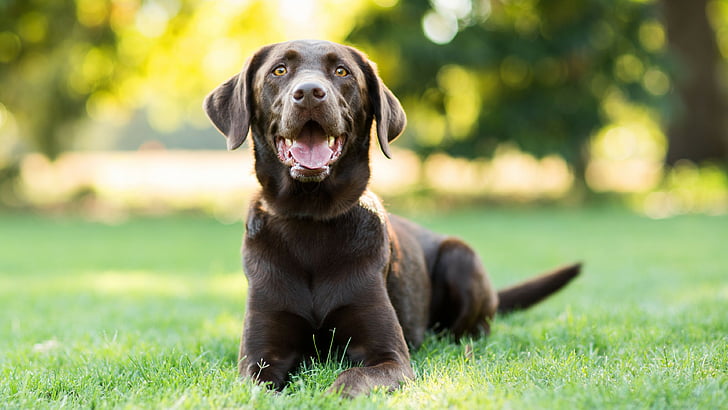 selektywna fotografia dorosłego czekoladowego labradora, labradora, psa, 4k, Tapety HD