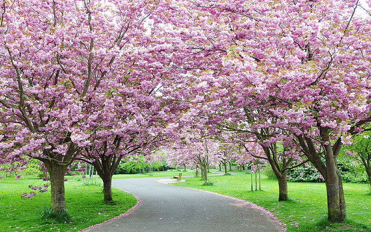 Город Сакура в Японии Город Черри Розовые цветущие деревья Парк Путь Зеленая трава Пейзаж Обои Hd 3840 × 2400, HD обои