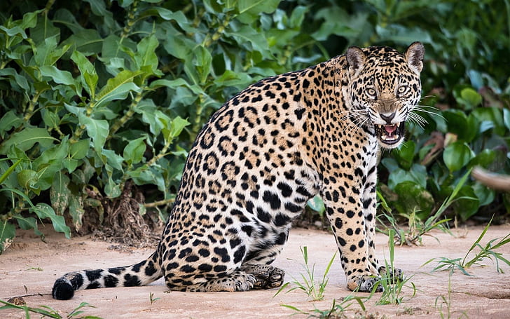 Tiernahaufnahme, Jaguar, große Katze, Tier, Jaguar, groß, Katze, HD-Hintergrundbild