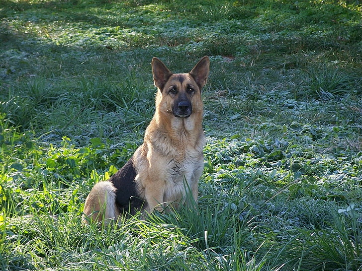 animais cães pastor alemão animais cães arte HD, natureza, animais, cães, filhotes, pastores alemães, leais, HD papel de parede