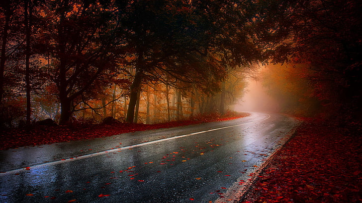 черная асфальтовая дорога, бетонная дорога между красным листом дерева в дневное время, осень, дорога, мокрая, деревья, красный, коричневый, асфальт, HD обои