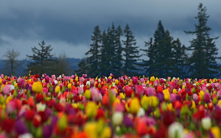 bukiet różnokolorowych kwiatów, pole, las, drzewa, kwiaty, kolorowe, świerk, tulipany, Tapety HD
