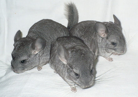 three gray chinchillas, chinchilla, cute, hair, HD wallpaper HD wallpaper