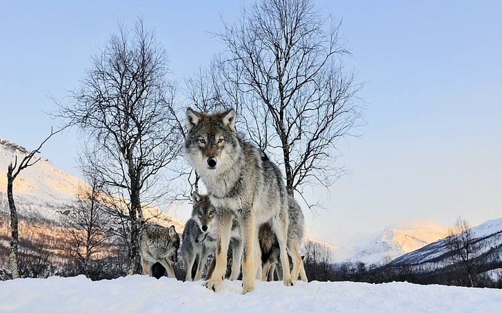シベリアンハスキー、オオカミ、雪、自然、冬、 HDデスクトップの壁紙