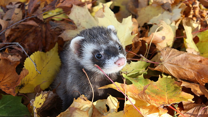 black weasel, autumn, muzzle, leaves, ferret, HD wallpaper