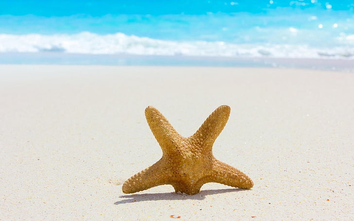 ikan bintang coklat, bintang laut, pasir, pantai, pantai, biru, teluk, Wallpaper HD