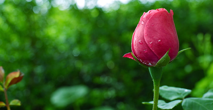 Eine perfekte Rosenknospe, rote Rosen, Natur, Blumen, Blume, Rose, HD-Hintergrundbild