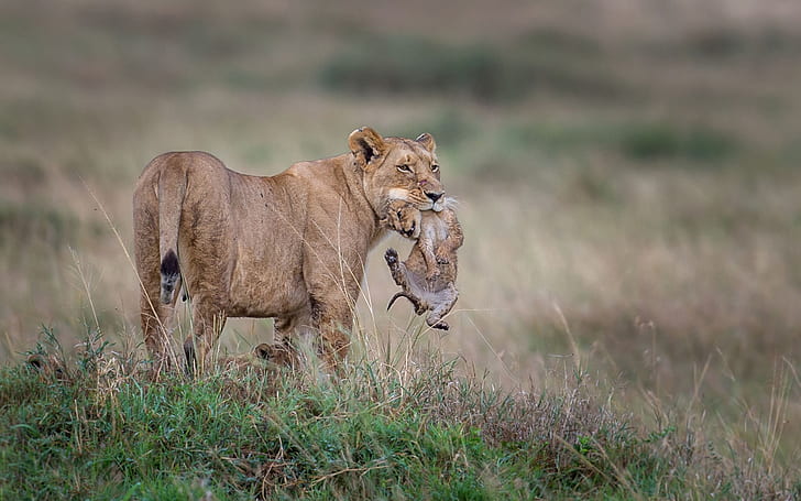 Singa betina dengan anaknya, margasatwa, Singa betina, anak, Satwa Liar, Wallpaper HD