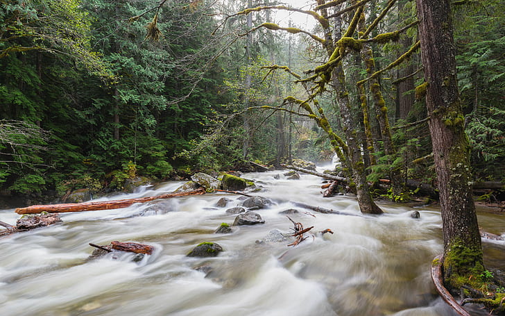 photography of flow of water beside green forest trees during daytime, River, photography, flow, water, green forest, trees, daytime, nature, long exposure, Deception, Pacific Northwest, Canon EOS 5D Mark III, Canon EF, 35mm, 4L, forest, stream, tree, waterfall, outdoors, landscape, scenics, rock - Object, HD wallpaper