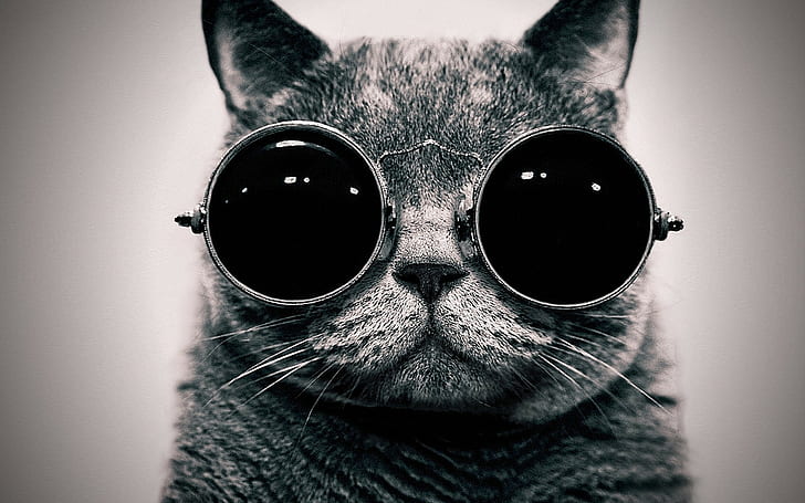Kucing Dengan Kacamata Hitam Keren, Hewan, Kucing, Wallpaper HD