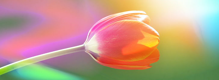Одиночный тюльпан, красный цветок тюльпана, Аэро, Разноцветный, Тюльпан, Одиночный, HD обои