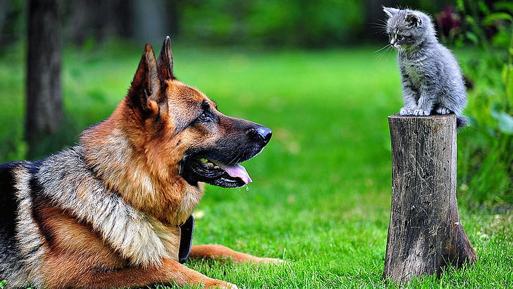 คนเลี้ยงแกะเยอรมันสีน้ำตาลผู้ใหญ่สุนัขลูกแมวเยอรมันเชพเพิร์ดสัตว์แมวตอต้นไม้, วอลล์เปเปอร์ HD