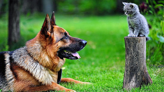 erwachsener brauner deutscher schäferhund, hund, kätzchen, deutscher schäferhund, tiere, katze, baumstumpf, HD-Hintergrundbild HD wallpaper
