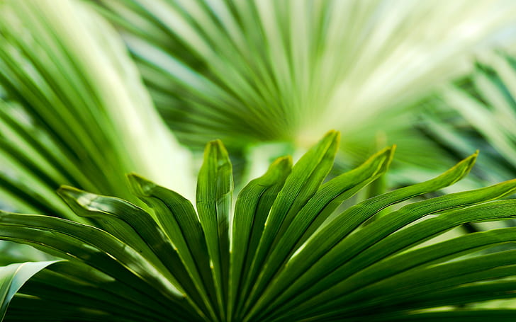 การถ่ายภาพธรรมชาติมาโครพืชใบไม้สีเขียว, วอลล์เปเปอร์ HD